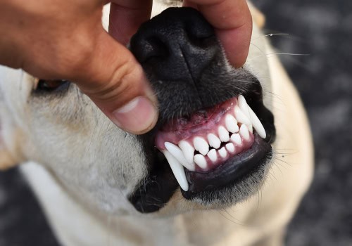 A DentalPaws segített a kutyám fogainak tisztántartásában!